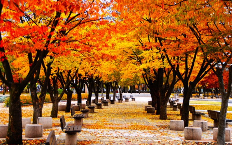 SEOUL &ndash; ĐẢO NAMI - C&Ocirc;NG VI&Ecirc;N EVERLAND