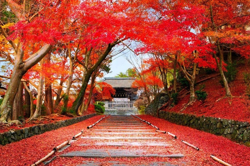 KH&Aacute;M PH&Aacute; NHẬT BẢN M&Ugrave;A THU L&Aacute; ĐỎ